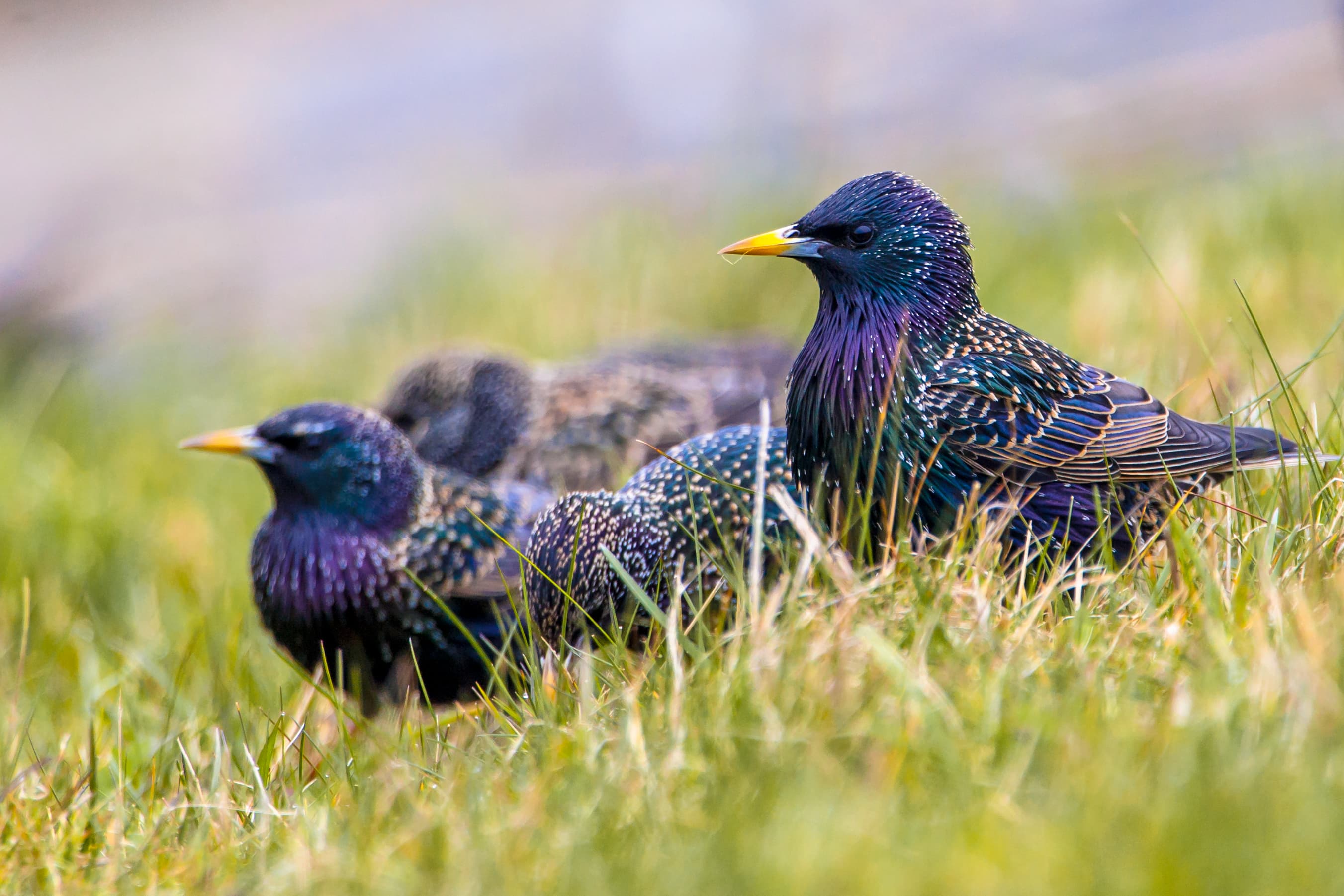 Wildlife and habitat conservation in the field